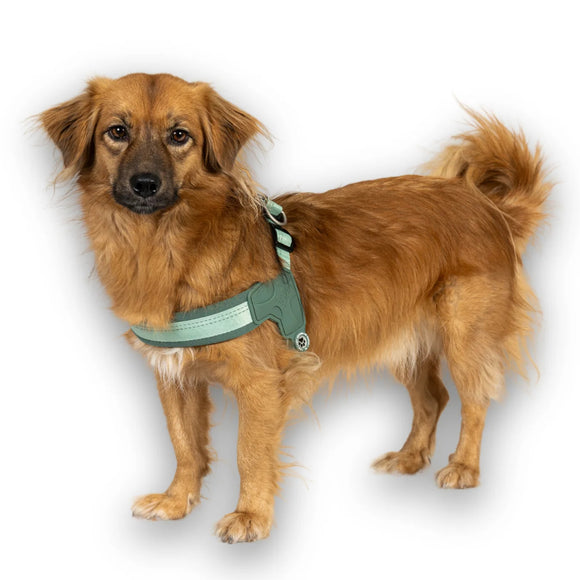 Max&Molly Q-Fit Matrix 2.0 Jade Harness – Lightweight Step-In Design with QR ID, XXS Mint