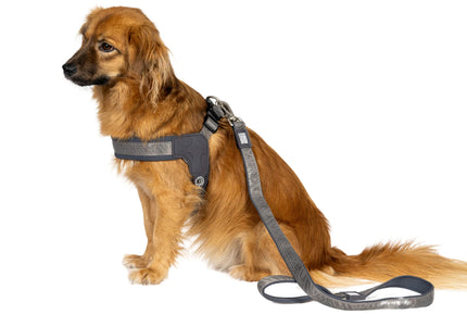 Max&Molly Q-Fit Matrix 2.0 Step-In Harness – Lightweight Gray Design with QR ID, XS