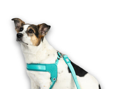 Max&Molly Q-Fit Matrix 2.0 Turquoise Harness – Lightweight Step-In Design with QR ID, Medium
