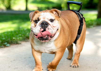 PetSafe CareLift Rear Support Harness – Medium Size, Ergonomic Hip Rehabilitation Design