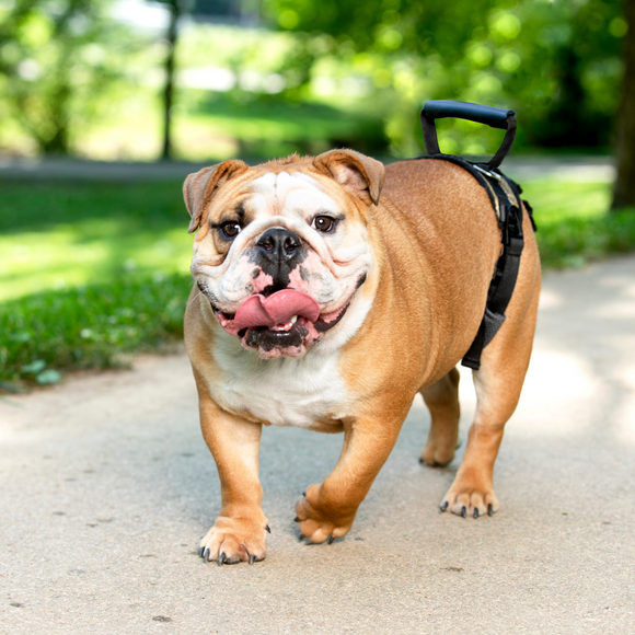 PetSafe CareLift Rear Support Harness – Medium Size, Ergonomic Hip Rehabilitation Design