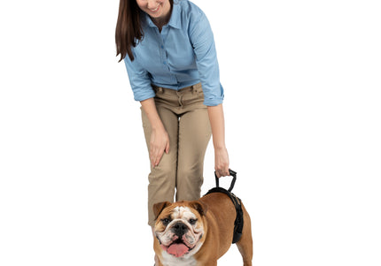 PetSafe CareLift Rear Support Harness – Medium Size, Ergonomic Hip Rehabilitation Design