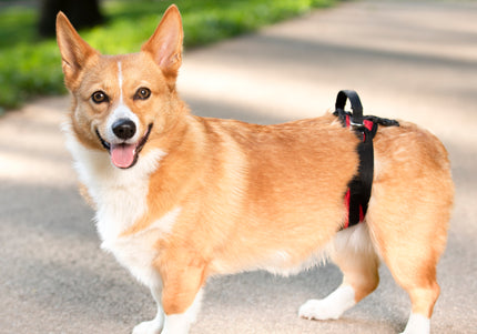 PetSafe CareLift Rear Support Harness – Medium Size, Ergonomic Hip Rehabilitation Design