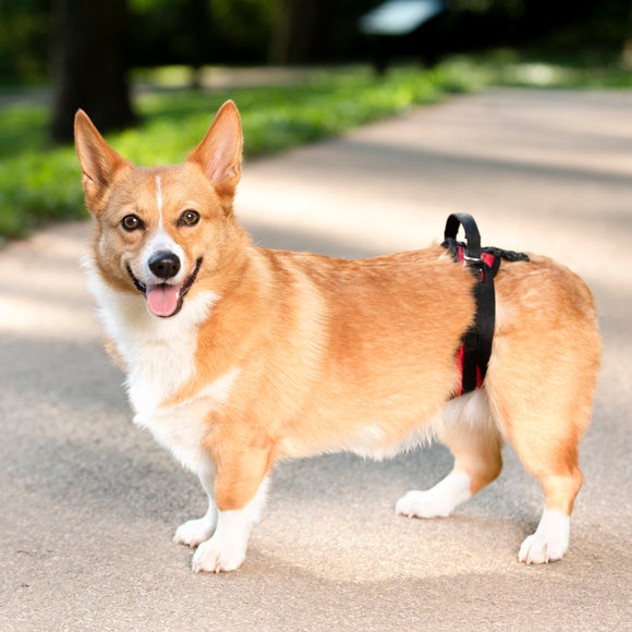 PetSafe CareLift Rear Support Harness – Medium Size, Ergonomic Hip Rehabilitation Design