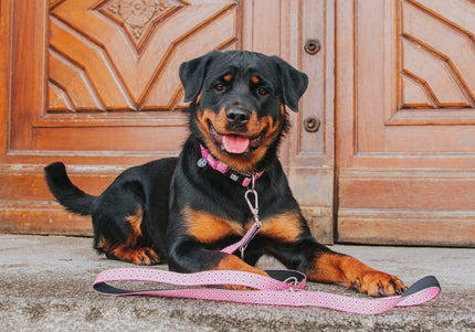 Max&Molly GOTCHA! Smart ID Retro Pink Collar – Large, Durable Nylon with Smart Tag