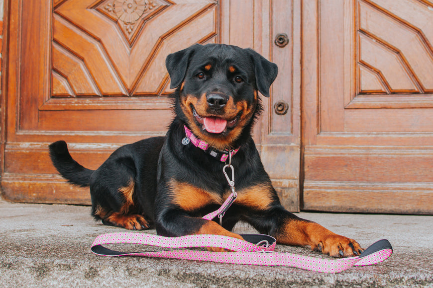 Max&Molly GOTCHA! Smart ID Retro Pink Collar – Large, Durable Nylon with Smart Tag