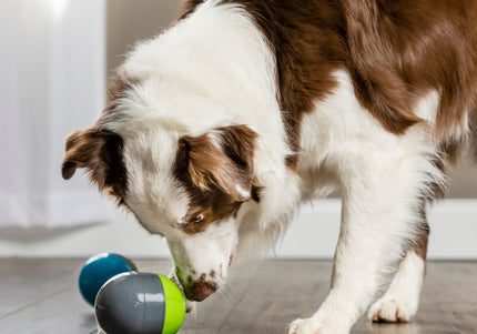 PetSafe Ricochet Electronic Dog Toy – Interactive Squeaking Balls, Engaging Play Design