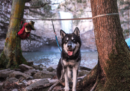 Kurgo Ridgeline Tie-Out 9m – Flexible Dog Zipline, Durable Camping Rope, Tree-to-Tree Setup