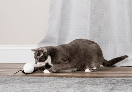 PetSafe RoloRat Automatic Cat Teaser – Interactive Rat Toy with Built-In Timer, Engaging Play