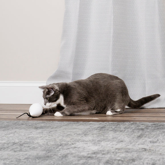 PetSafe RoloRat Automatic Cat Teaser – Interactive Rat Toy with Built-In Timer, Engaging Play