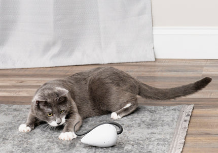 PetSafe RoloRat Automatic Cat Teaser – Interactive Rat Toy with Built-In Timer, Engaging Play