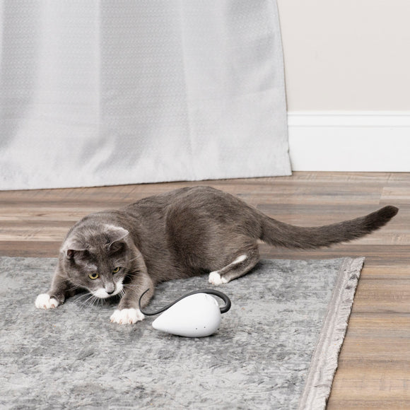 PetSafe RoloRat Automatic Cat Teaser – Interactive Rat Toy with Built-In Timer, Engaging Play