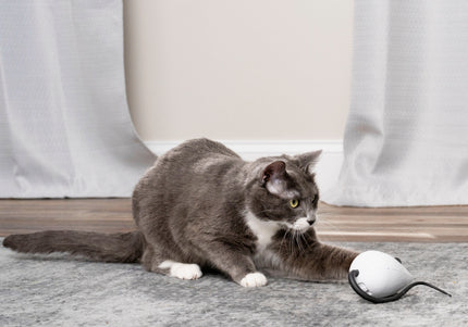 PetSafe RoloRat Automatic Cat Teaser – Interactive Rat Toy with Built-In Timer, Engaging Play