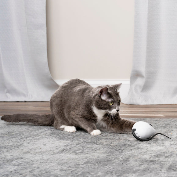 PetSafe RoloRat Automatic Cat Teaser – Interactive Rat Toy with Built-In Timer, Engaging Play