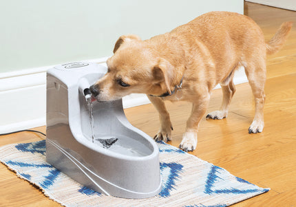 PetSafe Drinkwell Mini Fountain 1.2L – Compact Water Dispenser with Quiet Pump and Filter