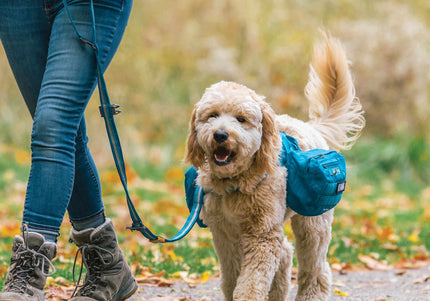 Kurgo RSG Stub Leash – Adjustable Blue Dog Leash, Durable 2.5x144cm Design