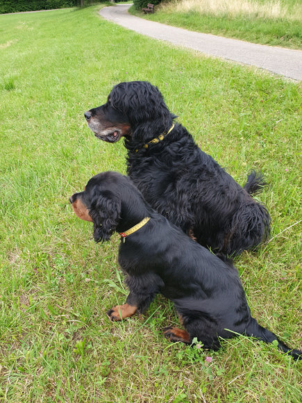 Max&Molly GOTCHA! Smart ID Ruler Collar – Adjustable Dog Collar with Integrated Smart Tag, Size S