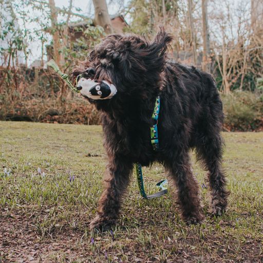 Max&Molly Woody The Sheep Plush Toy – Multifunctional 30cm Squeaker Sheep, Durable Design