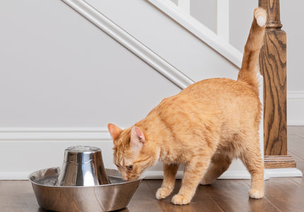 PetSafe Seaside Stainless Steel Fountain – 1.8L Durable Water Dispenser with Hygienic Design