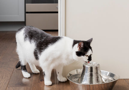 PetSafe Seaside Stainless Steel Fountain – 1.8L Durable Water Dispenser with Hygienic Design