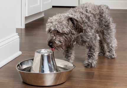 PetSafe Seaside Stainless Steel Fountain – 1.8L Durable Water Dispenser with Hygienic Design