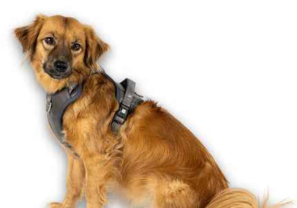 Max&Molly Matrix 2.0 Sport Harness Stone – Adjustable Gray Dog Harness with QR Tag, Large