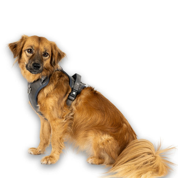 Max&Molly Matrix 2.0 Sport Harness Stone – Adjustable Gray Dog Harness with QR Tag, Large