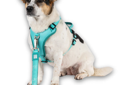 Max&Molly Matrix 2.0 Sport Harness – Adjustable Turquoise Dog Harness with QR ID, Medium