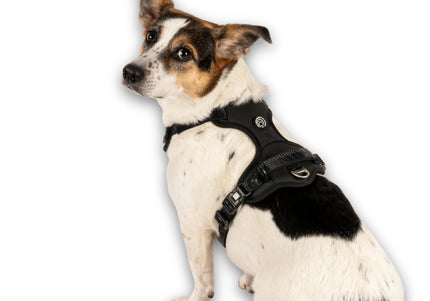 Max&Molly Matrix 2.0 Sport Harness – Adjustable Black Design with QR Tag, XL Size
