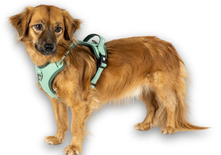 Max&Molly Sport Harness Matrix 2.0 Jade – Adjustable Dog Harness with QR ID, Mint, Large