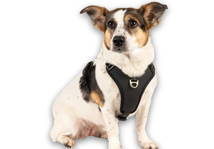 Max&Molly Matrix 2.0 Sport Harness – Adjustable Black Design with QR Tag, XL Size