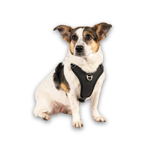 Max&Molly Matrix 2.0 Sport Harness – Adjustable Black Design with QR Tag, XL Size