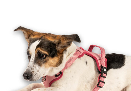 Max&Molly Matrix 2.0 Sport Harness – Adjustable QR ID Dog Harness, Pastel Pink, Small