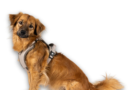 Max&Molly Matrix 2.0 Sport Harness – Adjustable Sand Beige with QR ID, Medium Size