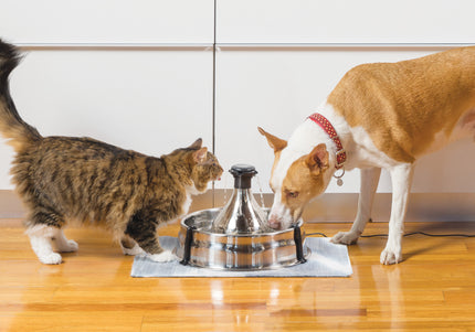 PetSafe Drinkwell 360 Stainless Steel Fountain – Large 3.8L Multi-Jet Water Dispenser, Hygienic Design