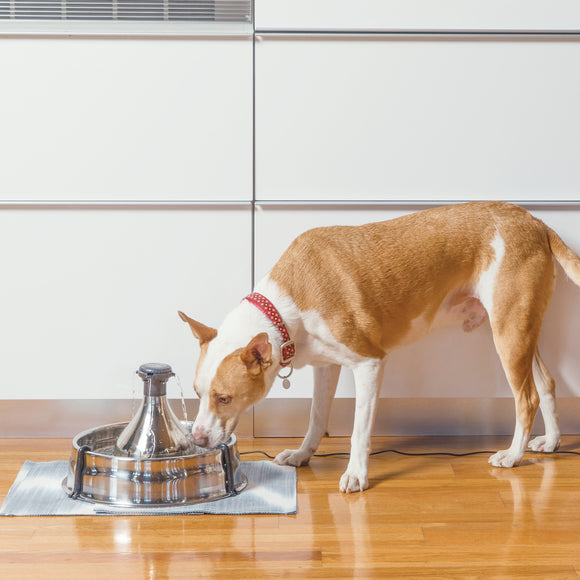 PetSafe Drinkwell 360 Stainless Steel Fountain – Large 3.8L Multi-Jet Water Dispenser, Hygienic Design