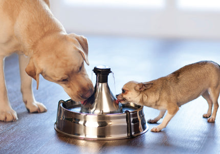 PetSafe Drinkwell 360 Stainless Steel Fountain – Large 3.8L Multi-Jet Water Dispenser, Hygienic Design