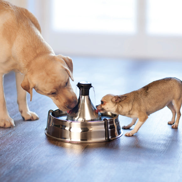 PetSafe Drinkwell 360 Stainless Steel Fountain – Large 3.8L Multi-Jet Water Dispenser, Hygienic Design