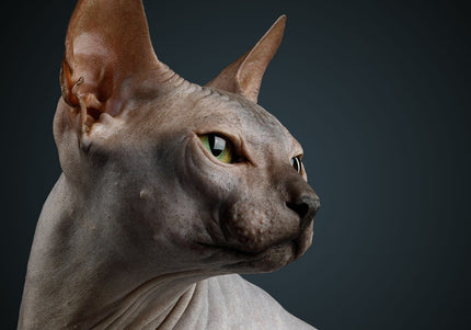 Show Tech+ Skinsational Sugar Scrub 200ml – Deep Cleansing Exfoliating Formula, Gentle on Skin