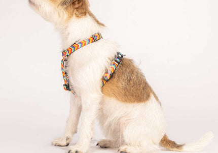Max&Molly GOTCHA! Smart ID Summertime Collar – Large, Durable Nylon with Integrated Tag