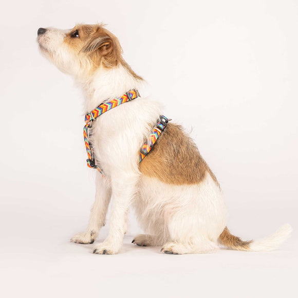 Max&Molly GOTCHA! Smart ID Summertime Collar – Large, Durable Nylon with Integrated Tag