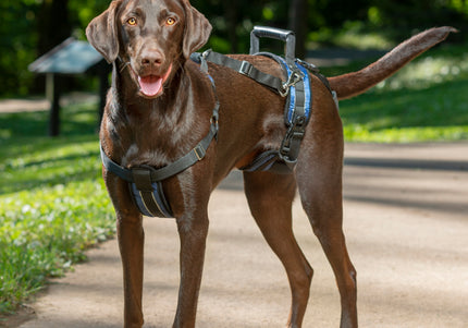 PetSafe CareLift Support Harness – Medium Size, Ergonomic Lift Aid for Large Breeds