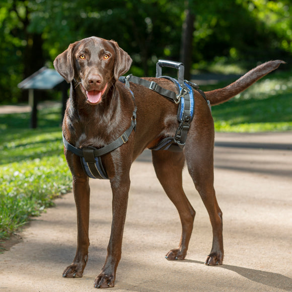 PetSafe CareLift Support Harness – Medium Size, Ergonomic Lift Aid for Large Breeds