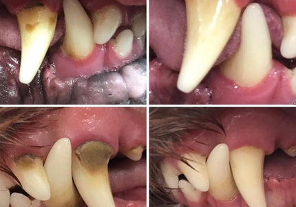 Cleany Teeth Ultrasonic Toothbrush Starter Pack 2.0 – Advanced Tartar Removal, 2024 Model