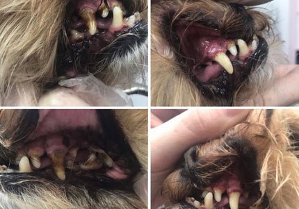 Cleany Teeth Ultrasonic Toothbrush Starter Pack 2.0 – Advanced Tartar Removal, 2024 Model