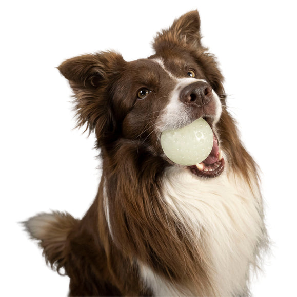 Kiwi Walker Let's Play and Glow UV Ball – Maxi Size, Glow-in-the-Dark, Durable Dog Toy