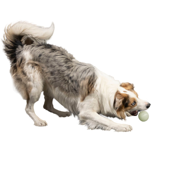 Kiwi Walker Let's Play and Glow UV Ball – Maxi Size, Glow-in-the-Dark, Durable Dog Toy