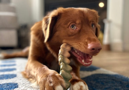 Nylabone Power Chew Gator Tail Alternative – Hard Alligator Tail Chew, Chicken Scented, Durable Design