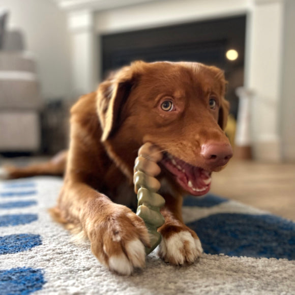 Nylabone Power Chew Gator Tail Alternative – Hard Alligator Tail Chew, Chicken Scented, Durable Design