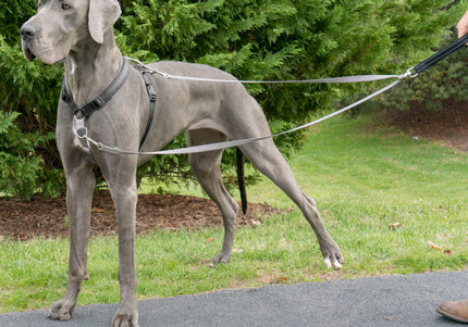 PetSafe Anti-Pull Dog Leash 116cm – Durable Nylon Lead with No-Pull Design, Comfortable Grip